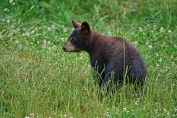 Black bear