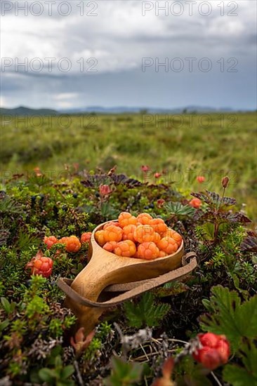 Cloudberries