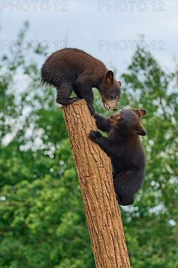 Black bear