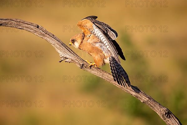 Red-footed Falcon