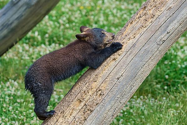 Black bear