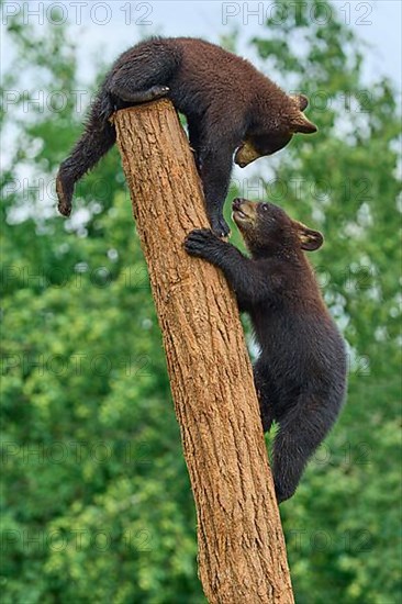 Black bear