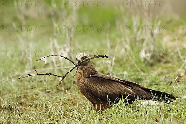Hybrid kite