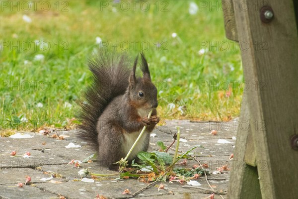 Squirrel eating stalk on stone seen from front right