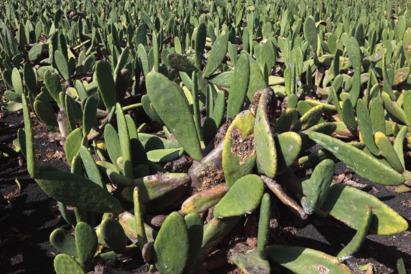(Opuntia) plantations for the breeding of the cochineal scale insect, near Guatiza, Lanzarote,