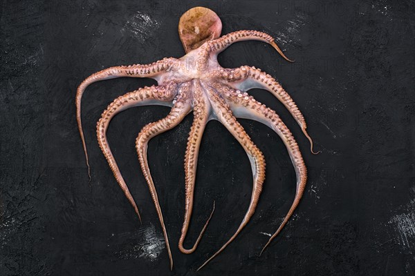 Top view of raw large octopus on black background