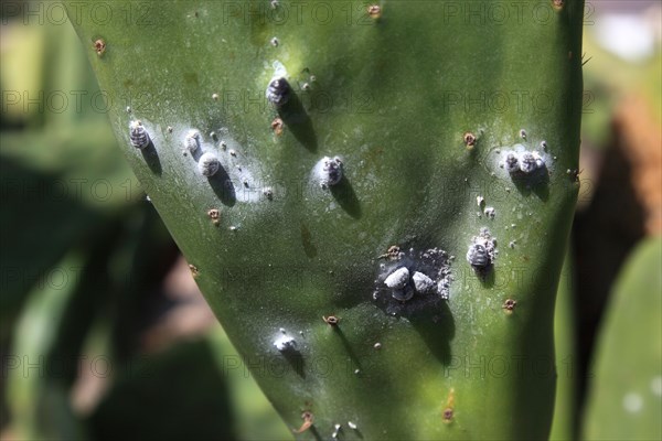 (Opuntia) plantations for the breeding of the cochineal scale insect, near Guatiza, Lanzarote,