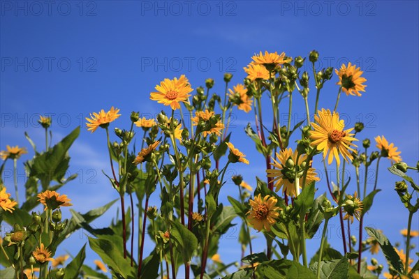 Cup plant