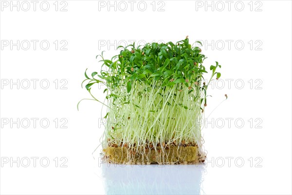 Fresh microgreens. Sprouts of cilantro isolated on white background