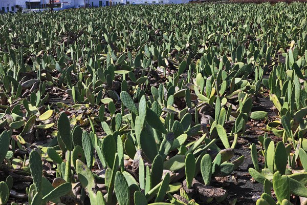(Opuntia) plantations for the breeding of the cochineal scale insect, near Guatiza, Lanzarote,