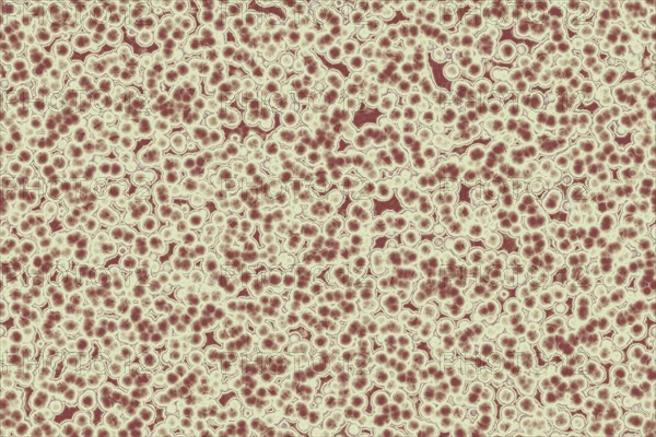 Shape of bacterial cell: cocci