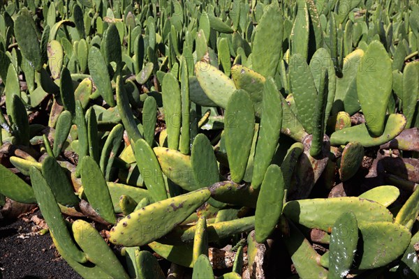 (Opuntia) plantations for the breeding of the cochineal scale insect, near Guatiza, Lanzarote,