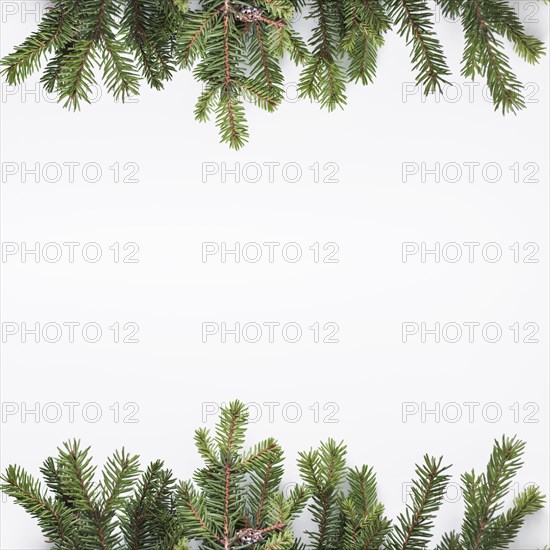 Coniferous branches light desk