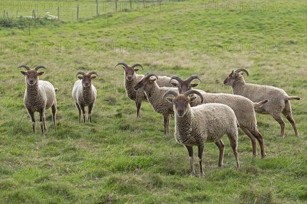 Jacob Sheep