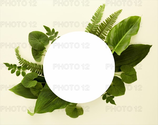 Flat lay assortment leaves with copy space