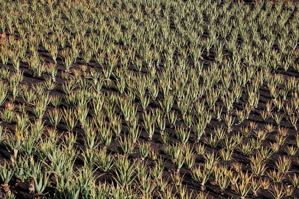 Aloe Vera Plantation at Orzola
