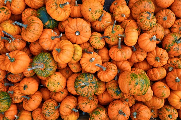 Many small orange 'Jack Be Little' pumpkins