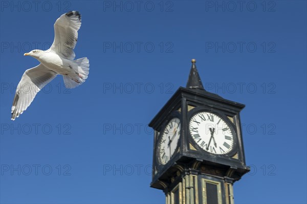 Seagull