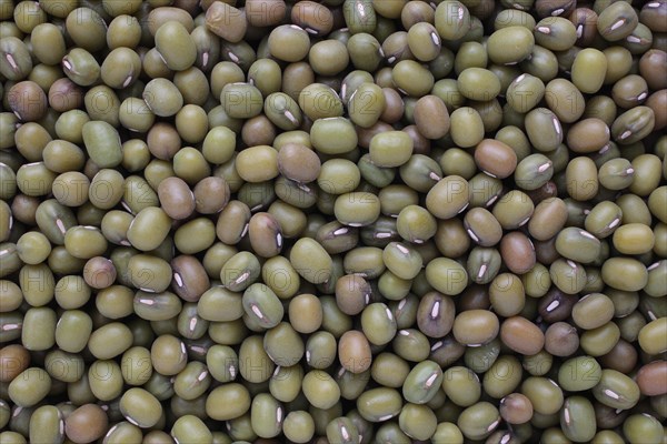 Mung bean