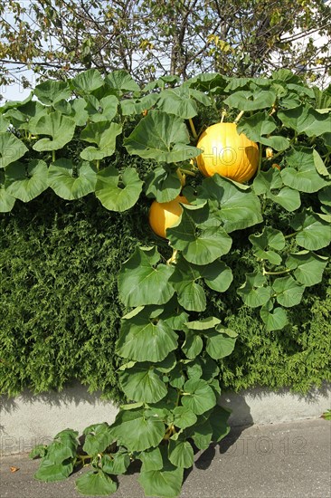 Pumpkins