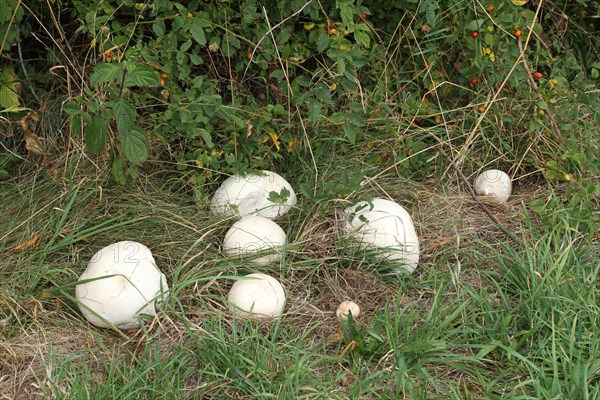 Giant puffball