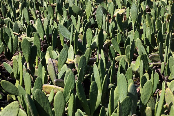 (Opuntia) plantations for the breeding of the cochineal scale insect, near Guatiza, Lanzarote,