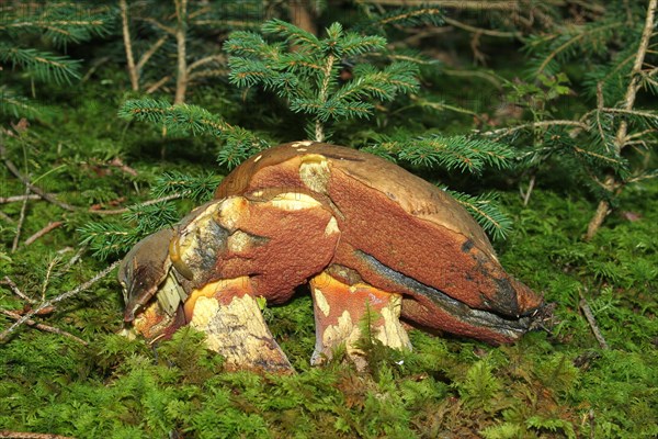 Lurid bolete