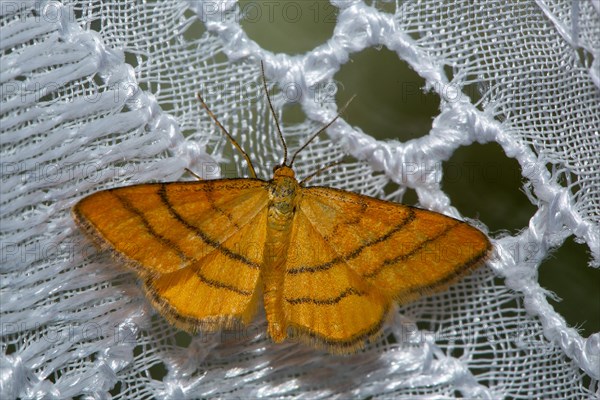 Golden yellow meadow dwarf moth Butterfly with open wings sitting on white curtain from behind