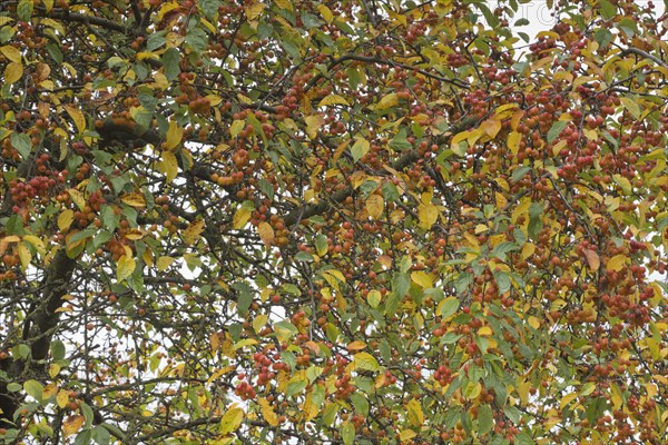 Apple tree