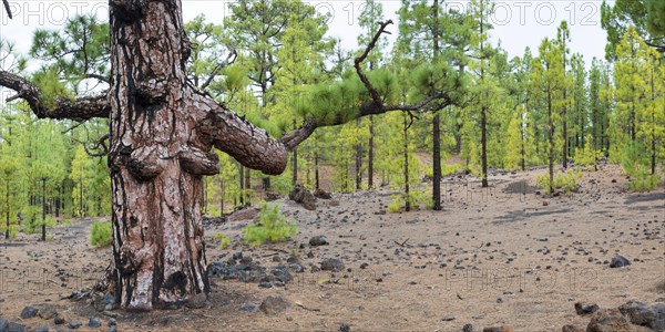 Canary Island Pine