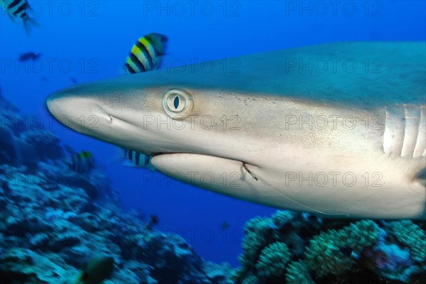 Close-up of head of grey reef shark