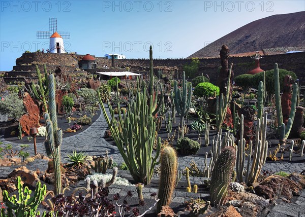 Cactus garden Jardin de Cactus near Guatiza