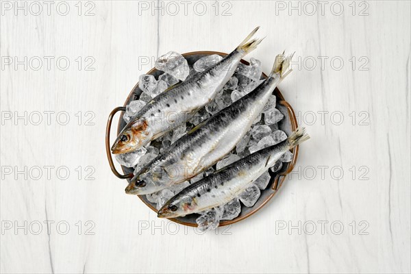 Top view of fresh iwashi herring fish on a plate with ice cubes