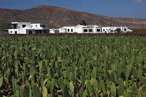 (Opuntia) plantations for the breeding of the cochineal scale insect, near Guatiza, Lanzarote,