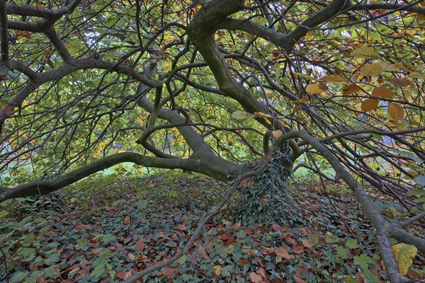 Suentelbuche