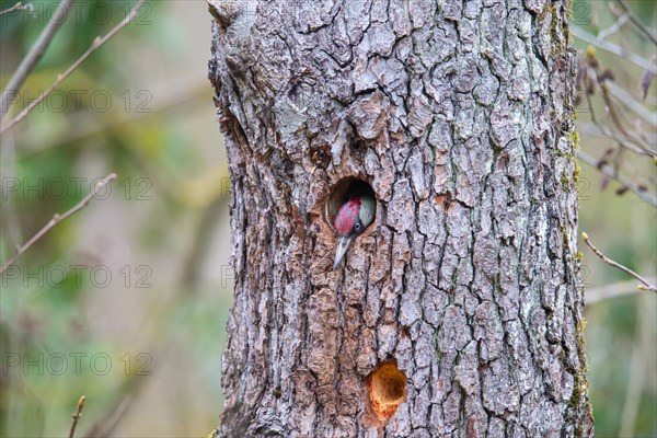 European green woodpecker