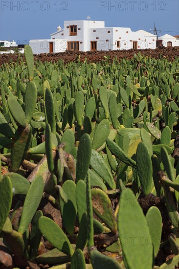 (Opuntia) plantations for the breeding of the cochineal scale insect, near Guatiza, Lanzarote,