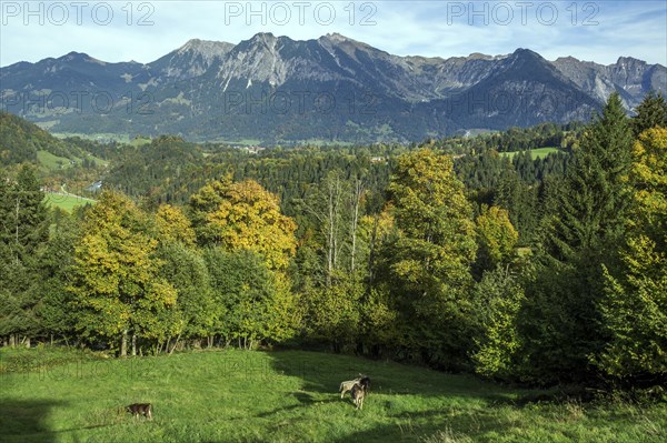 Autumn forest above Oberstdorf