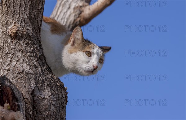 Felidae