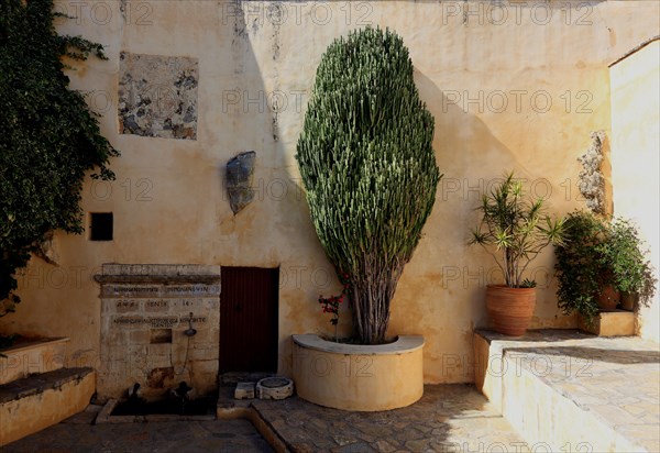 (Euphorbia) plant in the monastery complex of Preveli Monastery, Moni Preveli in the south of the