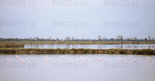 Flamingos