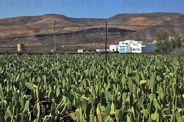 (Opuntia) plantations for the breeding of the cochineal scale insect, near Guatiza, Lanzarote,