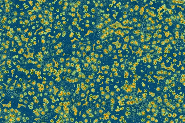 Shape of bacterial cell: cocci