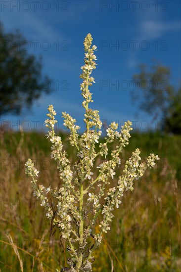 White-flowered mullein Inflorescence with several open white flowers against a blue sky