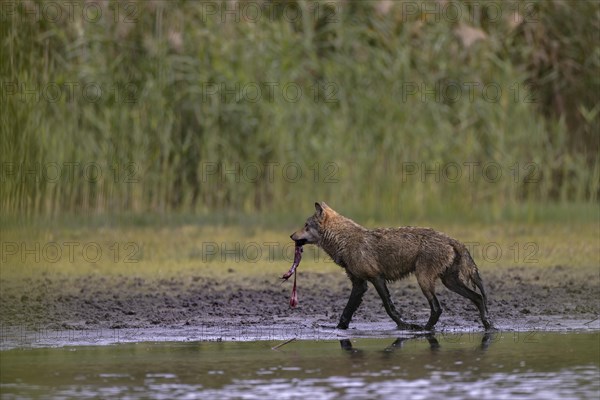 European gray wolf