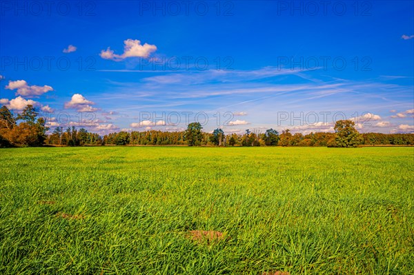 A fallow grain field covered with grass in autumn