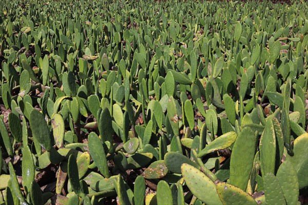 (Opuntia) plantations for the breeding of the cochineal scale insect, near Guatiza, Lanzarote,