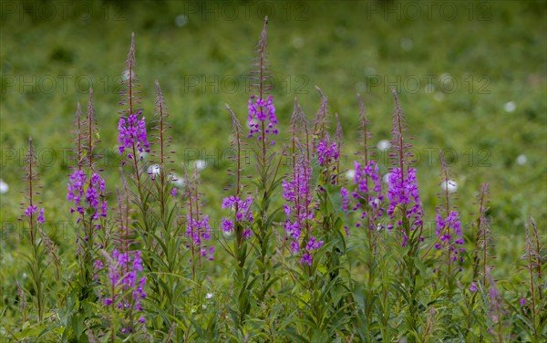 Blooming sally