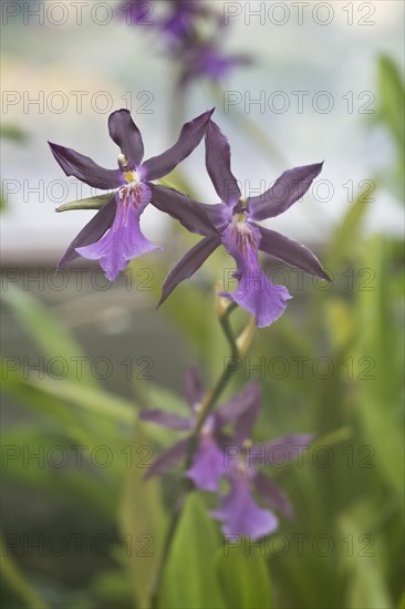 Orchid