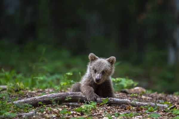 European brown bear